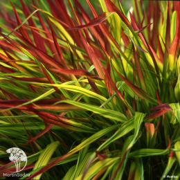 Хаконехлоа большая Маллед Вайн