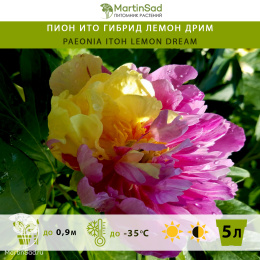 Пион Ито гибрид Лемон Дрим