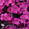 Аубриета дельтовидная Розеа фото 2 