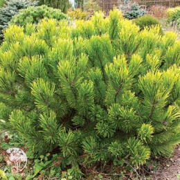 Сосна новогодняя Винтерголд 50-60 см
