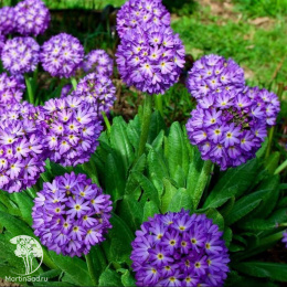 Примула зубчатая голубая