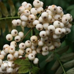 Рябина гибридная Гирондель