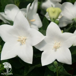 Платикодон крупноцветковый (ширококолокольчик) Альбум Вайт