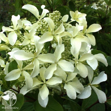 Фото Гортензия метельчатая Грейт Стар