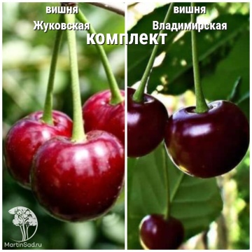 Фото Сверхвыгодный комплект! Вишня Жуковская (дюк) + опылитель вишня Владимирская