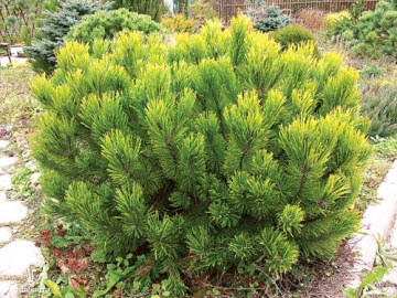 Фото Сосна новогодняя Винтерголд 50-60 см