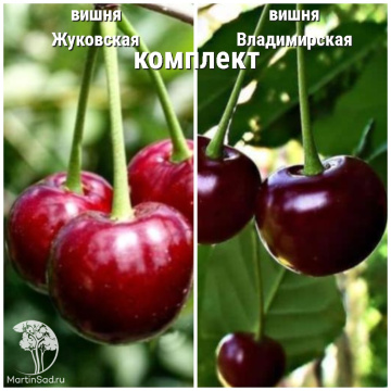 Фото Сверхвыгодный комплект! Вишня Жуковская (дюк) + опылитель вишня Владимирская