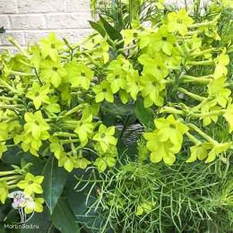 Табак душистый Лайм