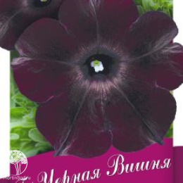 Петуния Чёрная вишня F1 многоцветковая (серия Блэк)