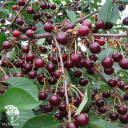 Вишня Прима