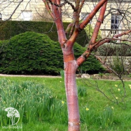 Берёза белокитайская Фасцинейшн