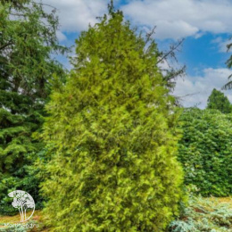 Туя западная Перк Влаандерен