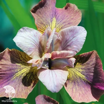 Фото Ирис сибирский Анбаттонд Зиппер