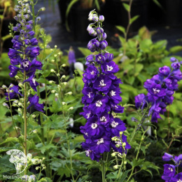 Дельфиниум высокий Мэджик Фонтэйнс Дарк Блю Вайт Би (Семена Профи)