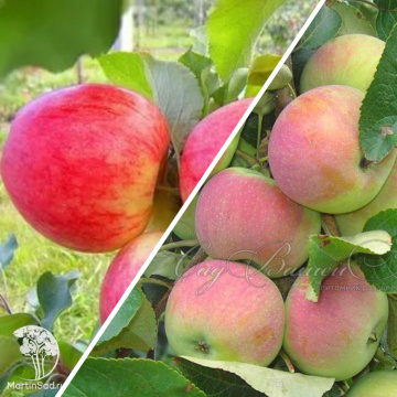 Фото Яблоня гибрид Мельба + Юбиляр