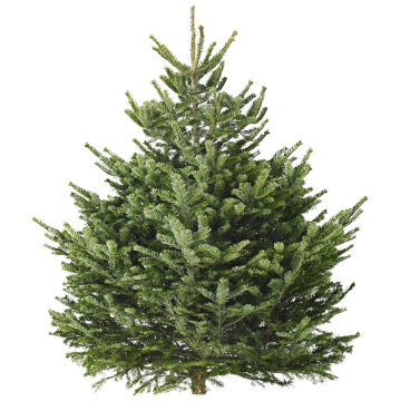 Фото Пихта Фрейзера срезанная