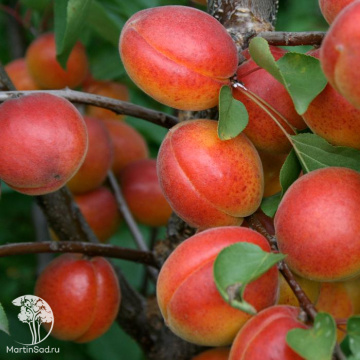 Фото Абрикос Биг Ред