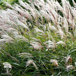  Мискантус Сахароцветный
