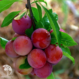 Слива гибрид Кубанская комета со Скороплодной