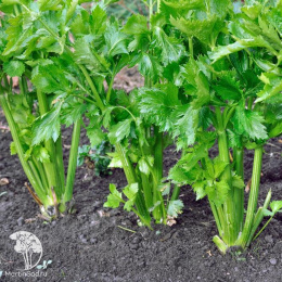 Сельдерей листовой Парус