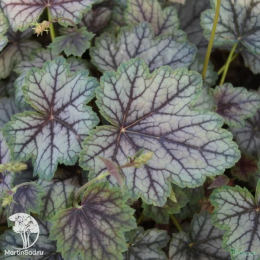 Сверхвыгодный микс! Гейхера Плам Рояль + Гейхера Шанхай + Гейхера Венус