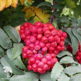 Рябина обыкновенная Фастигиата