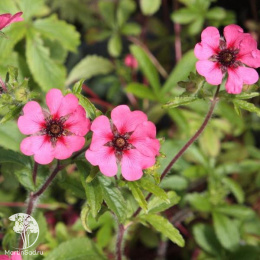 Лапчатка непальская Рон Мак Биз