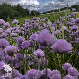 Шнитт-лук Эректа