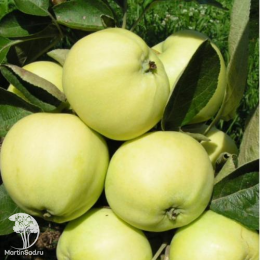 Сверхвыгодный комплект! Яблоня Белый налив + опылитель яблоня Антоновка