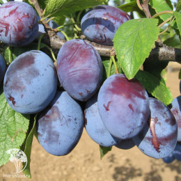 Слива гибрид Ника + Агафоновский