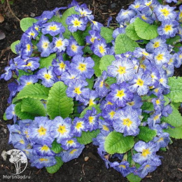 Примула Блу джинс F1 ( обыкновенная грунтовая)