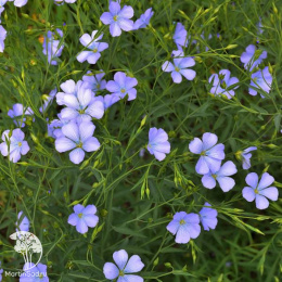 Лён многолетний