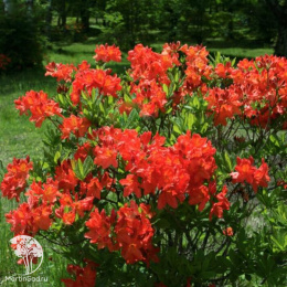 Азалия крупноцветковая Фейерверк