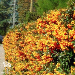 Пираканта Санни Стар