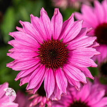 Фото Эхинацея Санмэджик Винтаж Фуча