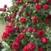 Роза Мейян шраб плетистая Ред Эден Розе фото 1 