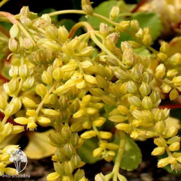 Хиастофиллум супротивнолистный