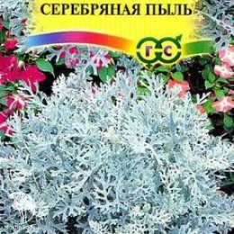 Цинерария приморская Серебряная пыль