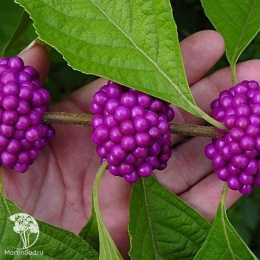 Каликарпа бодиньера Империал Пёрл на штамбе