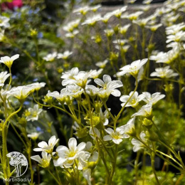 Камнеломка Арендса Альба