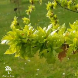 Бук лесной Крарае
