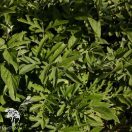 Василёк подбеленный Брайт Роуз