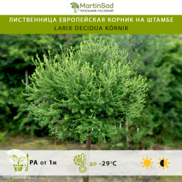 Лиственница европейская Корник на штамбе