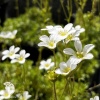 Saxifraga arendsii Alba Камнеломка Арендса Альба фото 3 