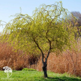 Ива матсуды Пендула