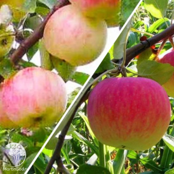 Фото Яблоня гибрид Грушовка Московская + Медуница