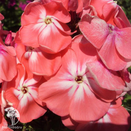 Флокс друммонда крупноцветковый Леопольд