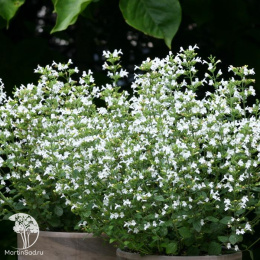 Душевик котовниковый