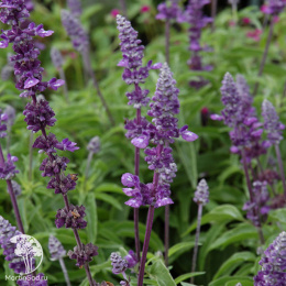 Шалфей мучнистый Эволюшн Виолет