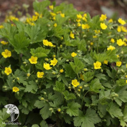 Вальдштейния тройчатая (Золотая земляника)